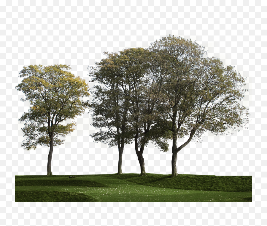 Cutout Trees U2013 - Cut Out Trees Group Png,Trees Background Png