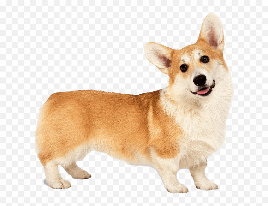 Corgi Png Clipart - Pembroke Welsh Corgi Png,Corgi Png