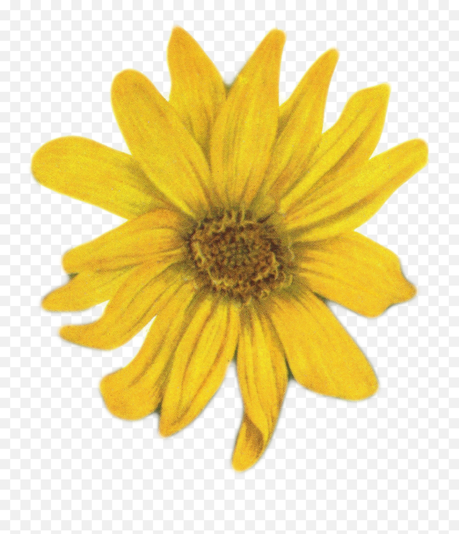 Yellow Flower - Transparent Yellow Daisy Png,Sunflowers Png