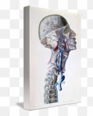 Download Png Veins And Arteries In - Veins And Arteries Art,Veins Png