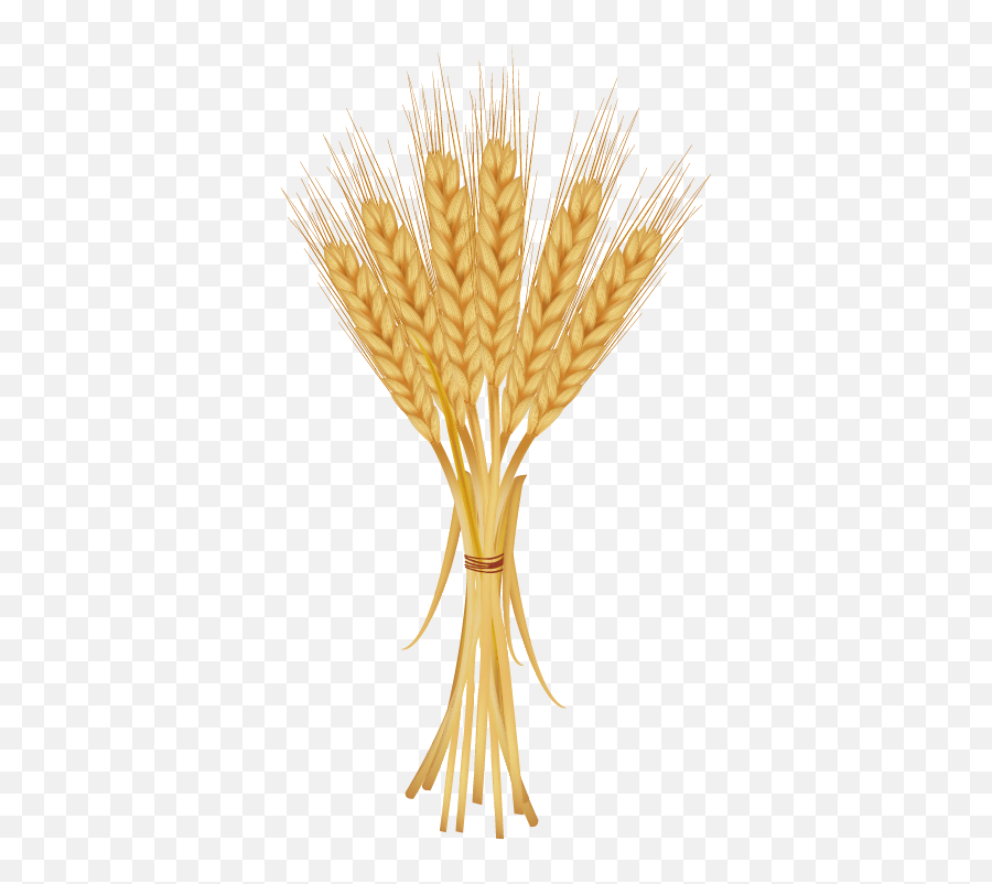 Download Grains Clipart Golden Wheat - Bunch Of Wheat Png Wheat Clipart Transparent Background,Grains Png