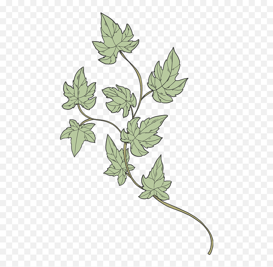 Ivy Clipart - Clip Art Png,Ivy Transparent