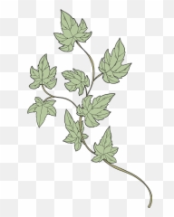 Ivy Clipart - Clip Art Png,Ivy Transparent