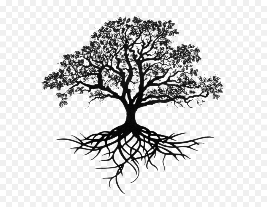 Tree With Long Roots Transparent Png - Oak Tree Tattoo,Live Oak Png