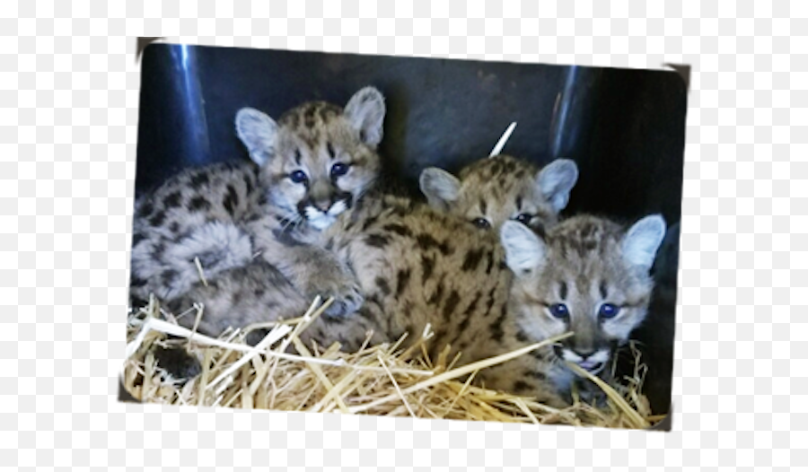 Mountain Lion Cubs Arrive - Snow Leopard Png,Mountain Lion Png