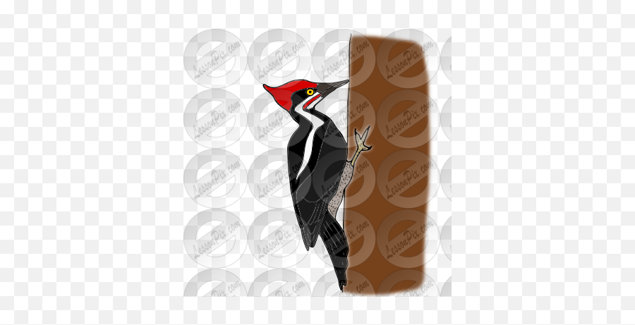 Woodpecker Picture For Classroom - Pileated Woodpecker Png,Woodpecker Icon