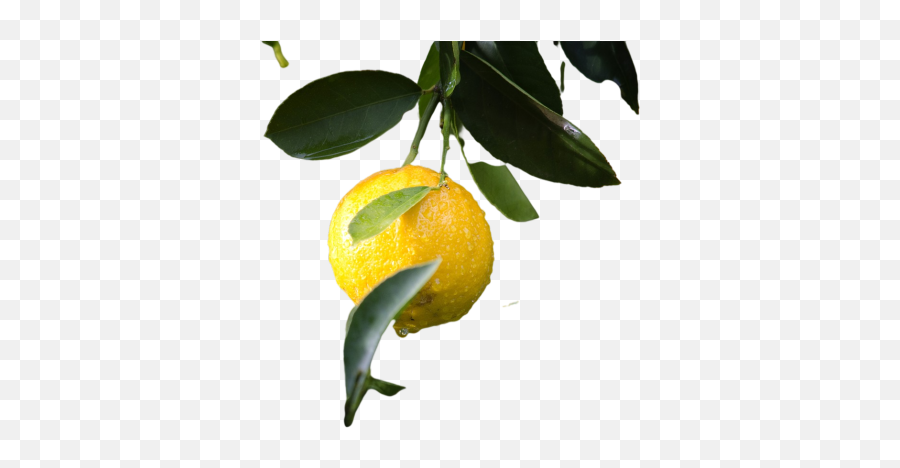 Citroen Png Images Download Transparent Image - Bitter Orange,Vintage Icon Lemon Drop