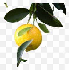 Citroen Png Images Download Transparent - Bitter Orange