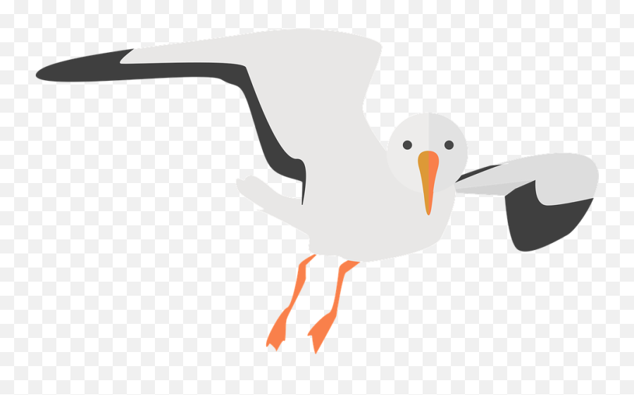 Seagull Animal Water Bird - Cartoon Sea Bird Png,Seagull Png