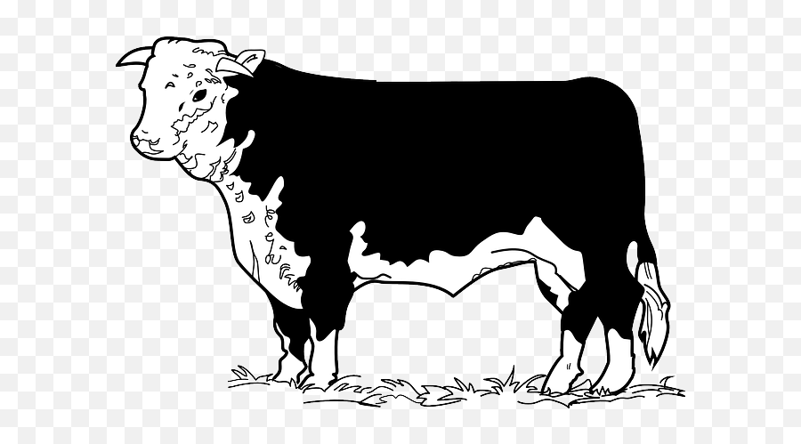 Angus Cattle Beef English Longhor 1574046 - Png Beef Cow Clip Art,Longhorn Png