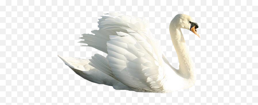 Download Swan Png Image With No - Transparent Background Swan Png,Swan Png