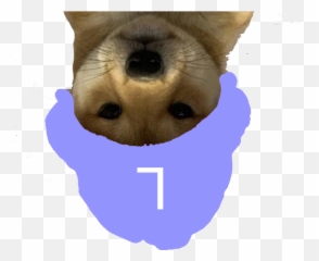 Light Yagami Dog Dogwifhatgang Png