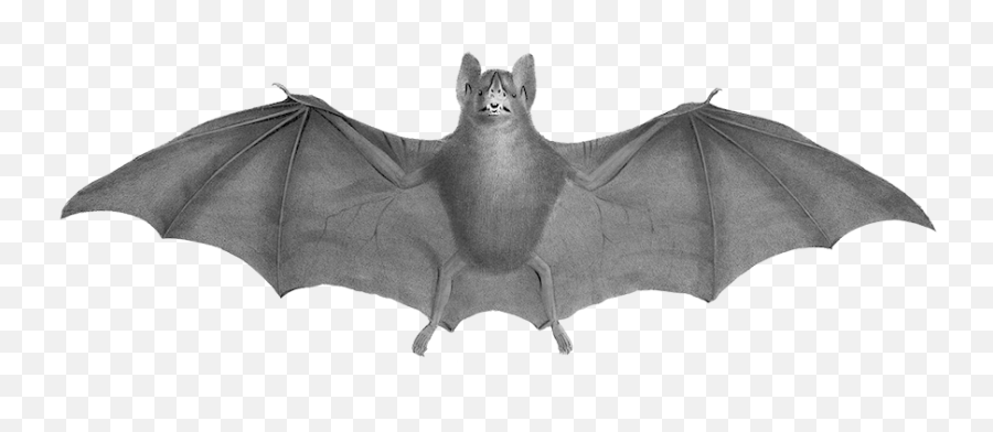 Bat Clipart - 19th Century Bat Png,Halloween Bat Png