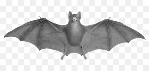 Bat Clipart - 19th Century Bat Png,Halloween Bat Png