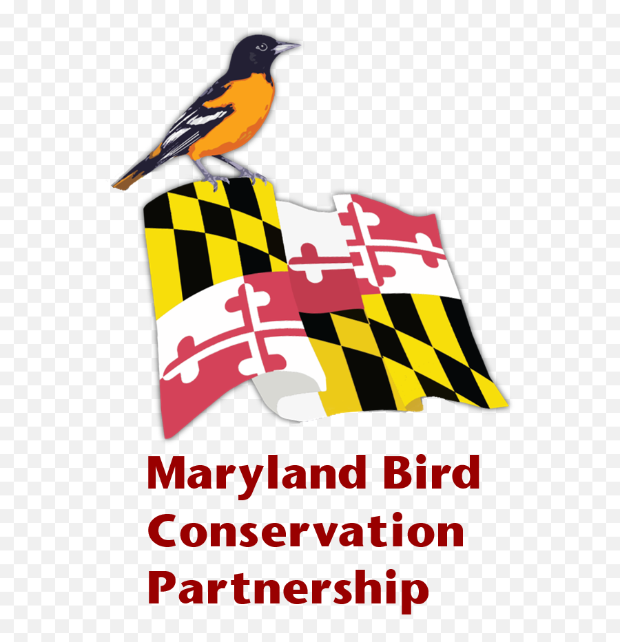 Maryland Bird Conservation Partnership - Oriole Png,Bird Logo