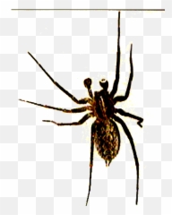 Spider Clipart Png File - 26243 TransparentPNG Hobo Background