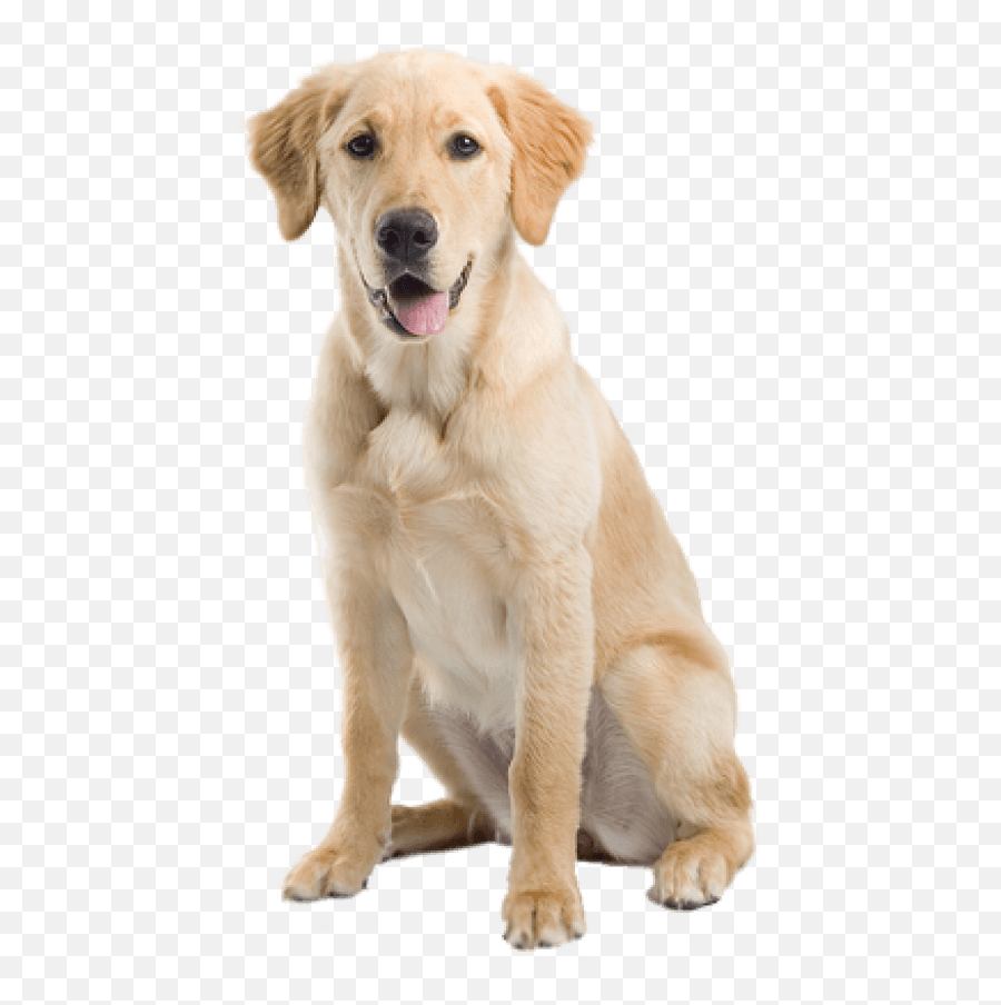 Download Free Png Dog Images Transparent - Dogs On A Png Format Dog Transparent Background,Dog Transparent Background