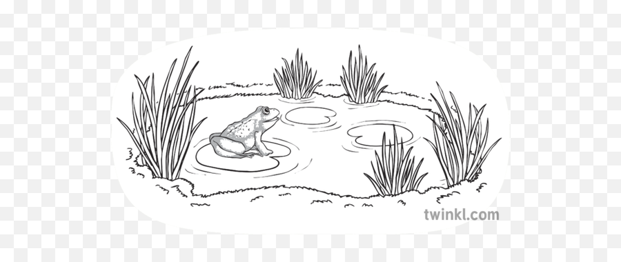 Frog Singing In Water Side View No Background Black And - Frog In The Water Drawing Png,Frog Transparent Background