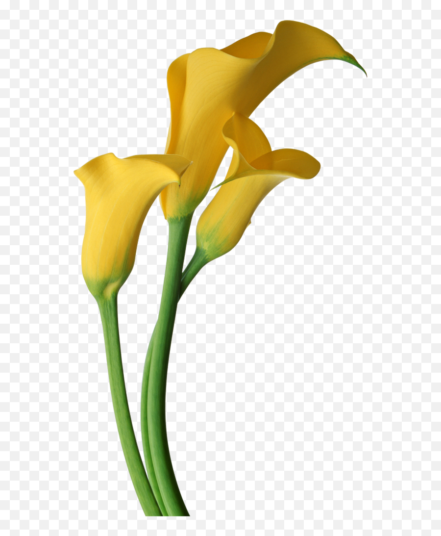 Calla Lilies Flowers Clipart - Calla Lily Clipart Png,Lily Transparent Background