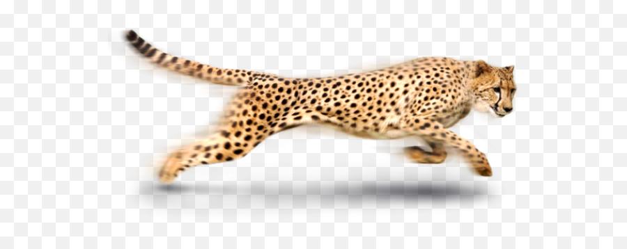 Cheetah Png - Running Cheetah Transparent Background,Cheetah Png