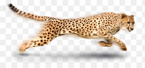 Cheetah Png - Running Cheetah Transparent Background,Cheetah Png