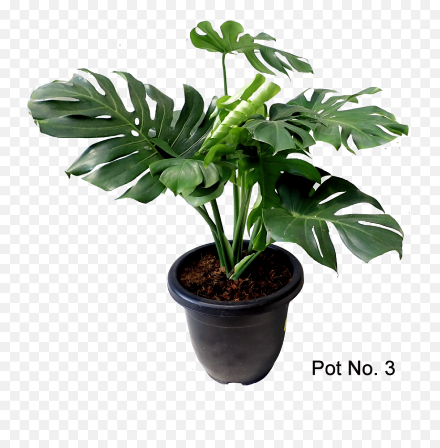 Monstera Deliciosa - Houseplant Png,Monstera Leaf Png