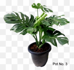 Monstera Deliciosa - Houseplant Png,Monstera Leaf Png
