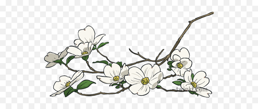 Flowering Dogwood North Carolina Symbols Blossom Usa - Camomile Png,Dogwood Png