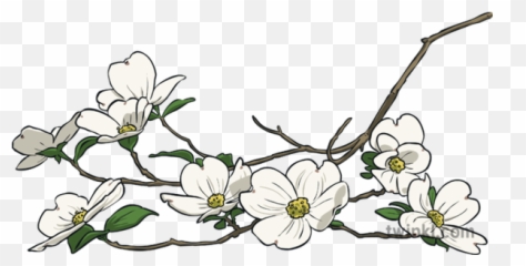 Flowering Dogwood North Carolina Symbols Blossom Usa - Camomile Png,Dogwood Png