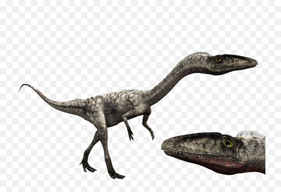 Coelophysis Dinosaur Wiki Fandom - Coelophysis Png,Dinosaurs Png