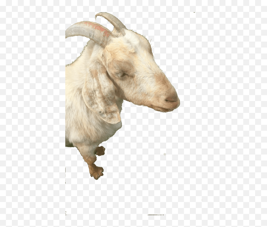 Cropped - Cloverclearsmpng U2013 A Goat Called Clover Goat,Clover Transparent