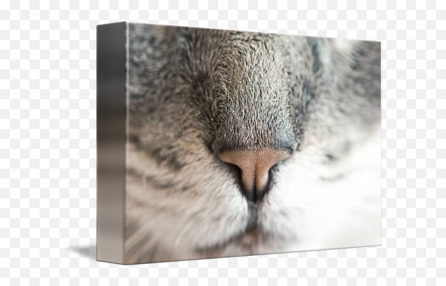 Cats Nose By Kevin G - Boca Y Nariz De Gato Png,Cat Nose Png