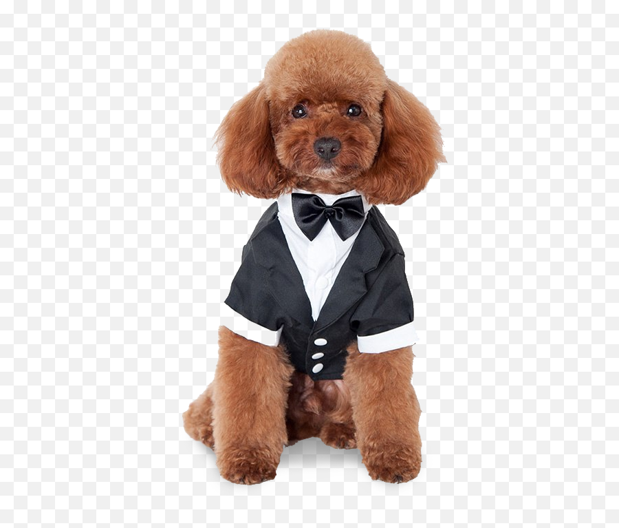 Winston Dog Tuxedo Pet Threads Png