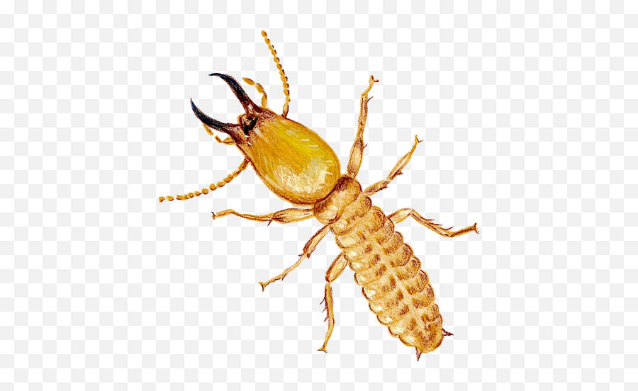 Home - Natural Pest Control Company Longhorn Beetle Png,Termite Png