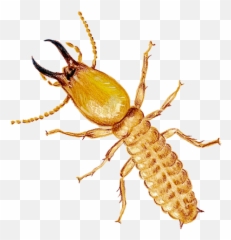 Home - Natural Pest Control Company Longhorn Beetle Png,Termite Png