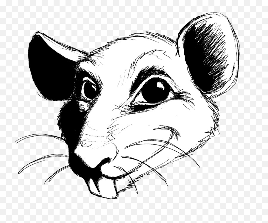 Drawn Rat Transparent - Rat Head Drawing Transparent Rat Head Transparent Png,Rat Transparent Background
