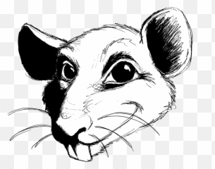 Drawn Rat Transparent - Rat Head Drawing Transparent Rat Head Transparent Png,Rat Transparent Background