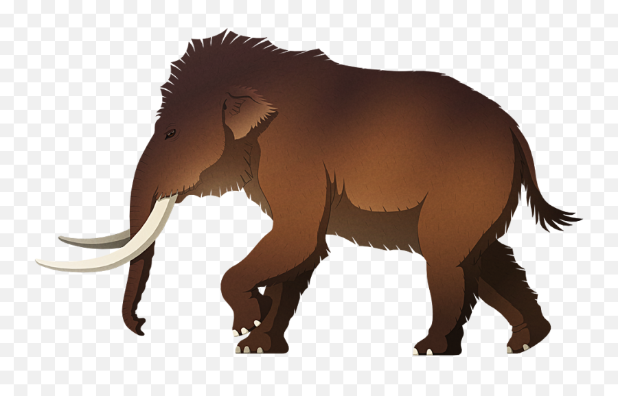 Pygmy Mammoth Dinosaur Wiki Fandom - Big Png,Mammoth Png