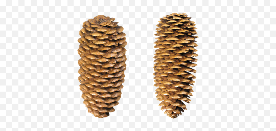 Pine Cone Png Pinecone