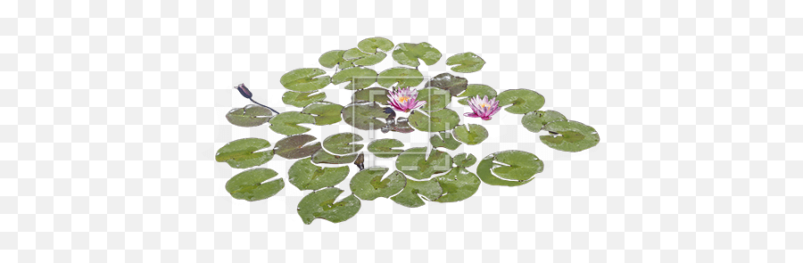 Lily Pads With Purple Flowers - Immediate Entourage Real Lily Pad Png,Purple Flowers Png