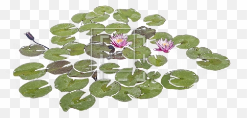 Lily Pads With Purple Flowers - Immediate Entourage Real Lily Pad Png,Purple Flowers Png