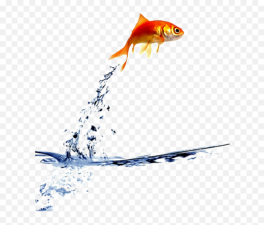 Goldfish Clipart Gold Fish Transparent - Fish Jumping Out Of Water Png,Goldfish Transparent
