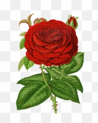 Vintage Rose Psd Official Psds - Flower Psd Vector png