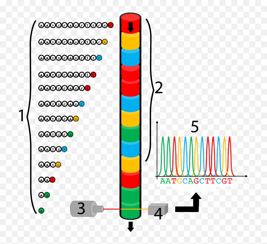 Sequencing Dna The Sanger Method U2013 Sciencemusicvideos - Vertical Png,Sequencing Icon
