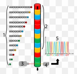 Sequencing Dna The Sanger Method U2013 Sciencemusicvideos - Vertical png