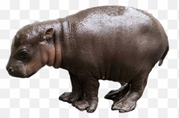Image Transparent Library Steam Community Hippo Download - Baby Background png