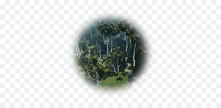 Holo Forest - Bdo Codex Tree Png,Holo Icon