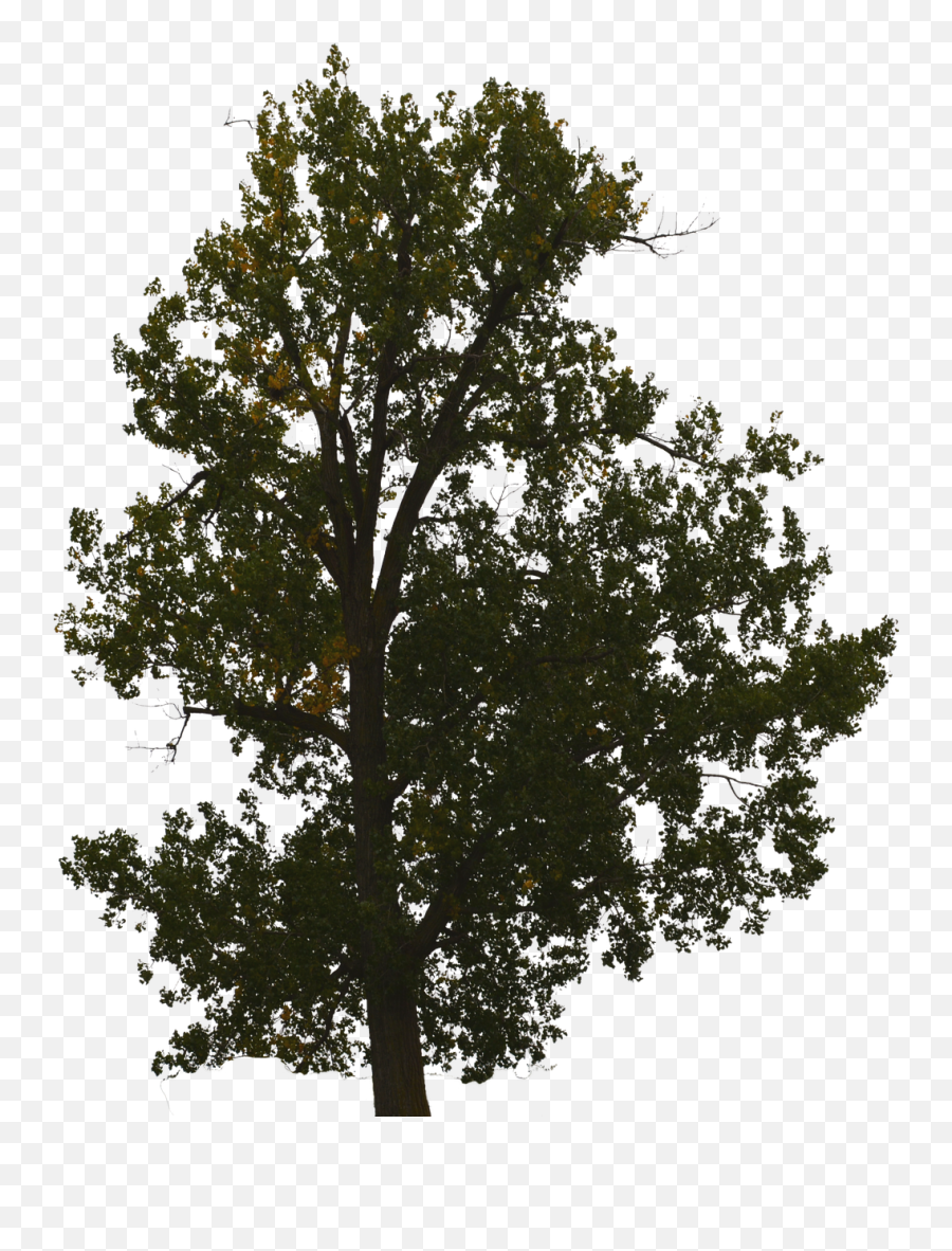 Tree With No Background - Tree With No Background Png,Forest Transparent Background