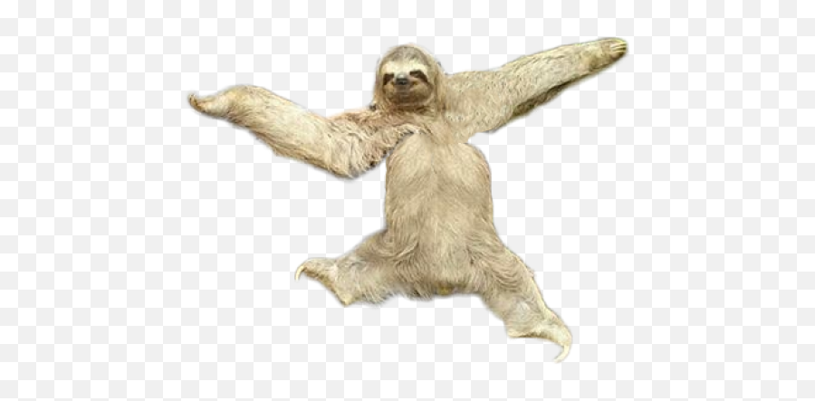 Download Sloth Png Transparent Images - Sloth,Sloth Png