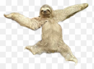 Transparent Sloth Tshirt - Roblox Camisa De Musculos Roblox Png,Sloth  Transparent - free transparent png images 